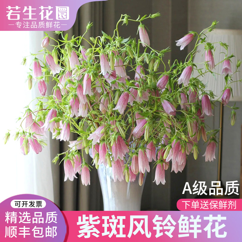 A级紫斑风铃鲜花鲜切花真花家用室内水培插花花期长云南基地直发