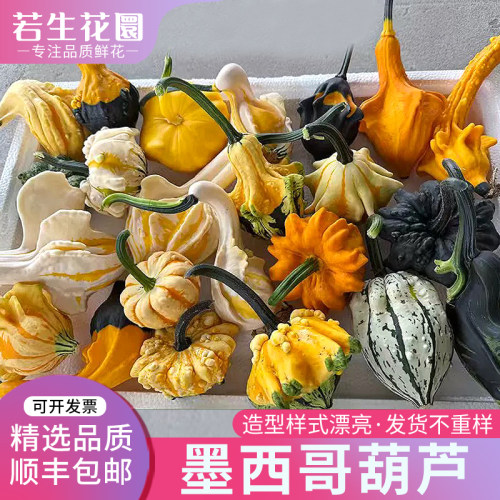 墨西哥葫芦文玩南瓜七彩葫芦疙瘩
