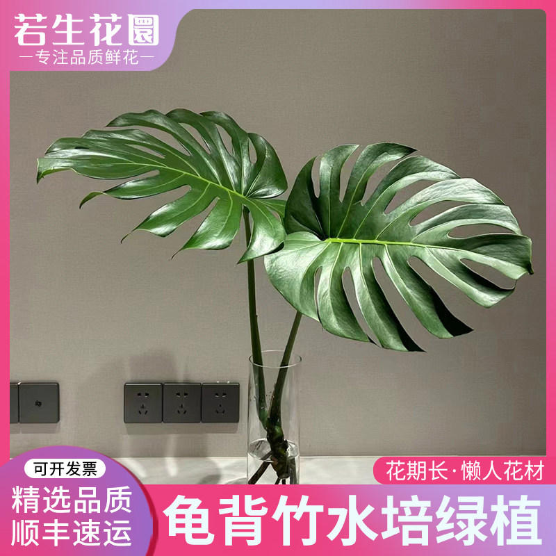 【若生花】龟背竹叶水培绿植花期长云南基地直发吸甲醛收二氧化碳,鲜花速递/花卉仿真/绿植园艺,花材,淘宝优惠券,粉丝福利购,淘宝优惠卷