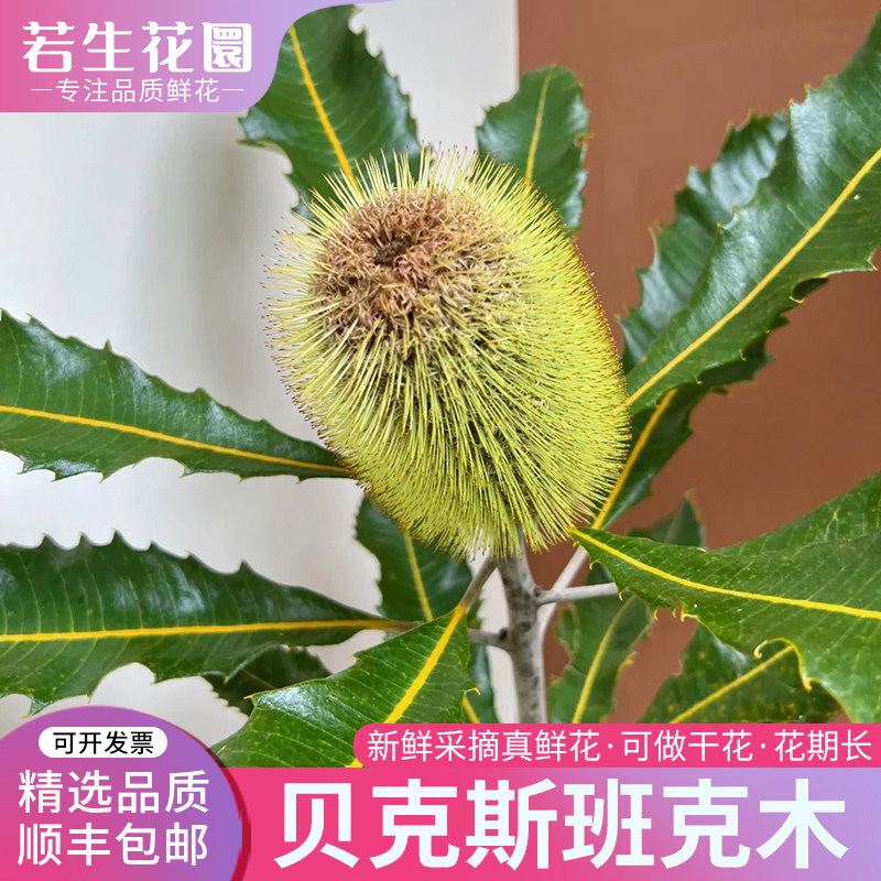A级贝克斯班克木佛塔鲜花新鲜现采国产大花头好养可做干花材