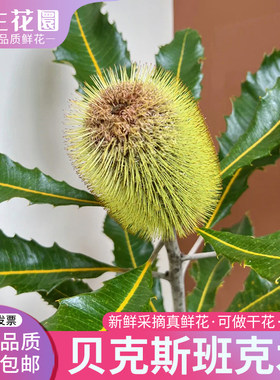 新鲜贝克斯班克木佛塔
