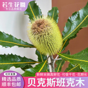A级贝克斯班克木佛塔鲜花新鲜现采国产大花头好养可做干花材
