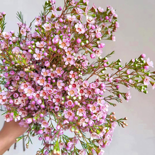 【精品】澳洲腊梅鲜花卉真花家用水培插花材可做干花期超长