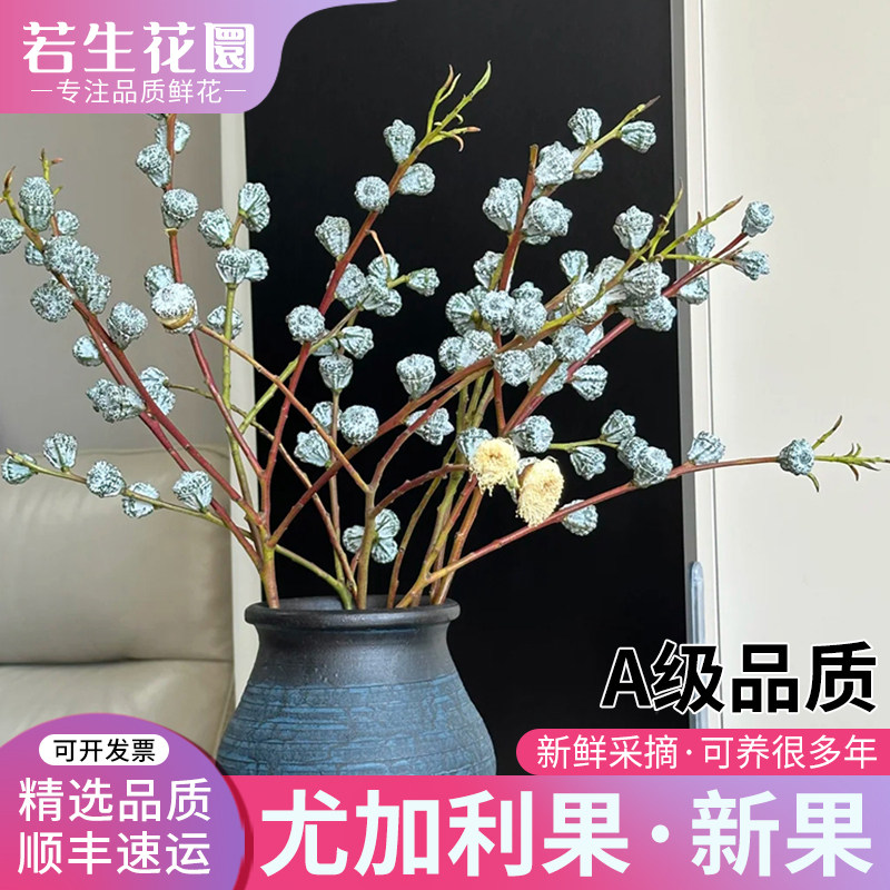 A级尤加利果桉树果新鲜采摘可做干花期超长家用插花材云南直发