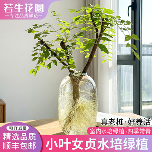 小叶女贞水培老桩造型树绿植澳洲丁香木四季常青毛叶丁香观叶观茎