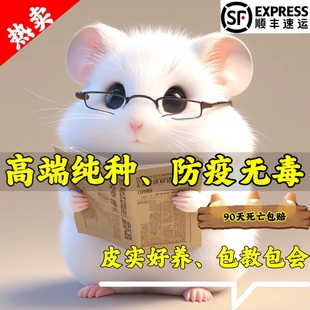 家养金丝熊小仓鼠活物小型可爱的鼠类小宠物一公一母紫仓布丁活体