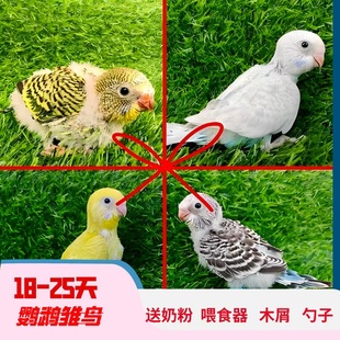 虎皮鹦鹉雏鸟虎皮半毛手养牡丹爱情鸟黄桃半毛会学说话玄凤雏鸟