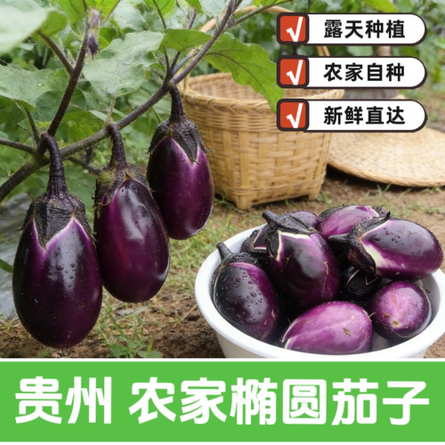 贵州本地紫圆茄新鲜蔬菜农家自种紫皮茄子现摘现发时令蔬菜露天