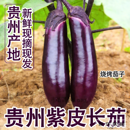 贵州烧烤茄露天种植紫皮长茄当季新鲜蔬菜农家现摘现发粗茄子蔬菜