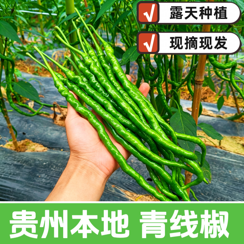 贵州新鲜青辣椒现摘现发农家露天种植当季时令蔬菜青椒鸡爪嫩线椒