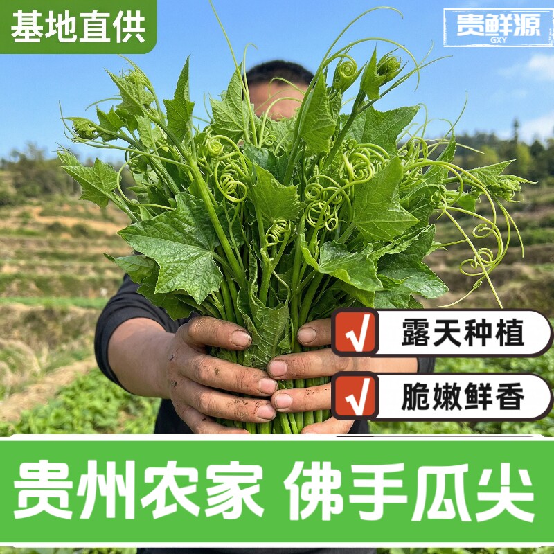 贵州现摘捧瓜尖佛手瓜嫩尖龙须菜洋瓜尖叶当季蔬菜新鲜佛手瓜尖