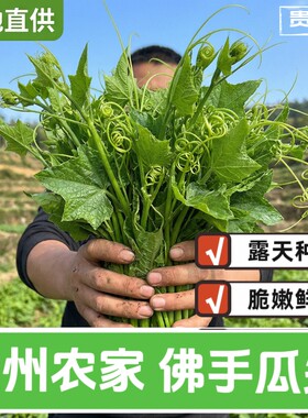 贵州现摘捧瓜尖佛手瓜嫩尖龙须菜洋瓜尖叶当季蔬菜新鲜佛手瓜尖