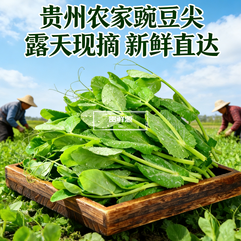 贵州豌豆尖新鲜现摘现发农家露天种植当季时令蔬菜豌豆苗火锅食材
