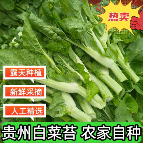 贵州打霜白菜苔农家自种新鲜菜苔露天种植青菜苔当季时令新鲜蔬菜