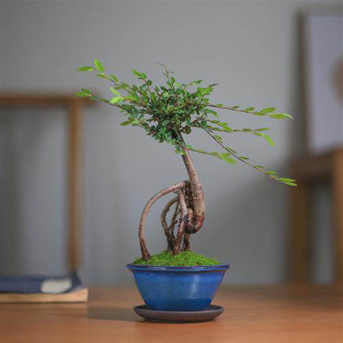 小叶榆榔榆树怪根老桩植物造型绿植盆栽盆景好养客厅办公桌阳台