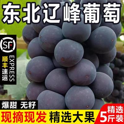 东北辽峰葡萄无籽黑提非巨峰葡萄当季孕妇新鲜水果人工精选特大果