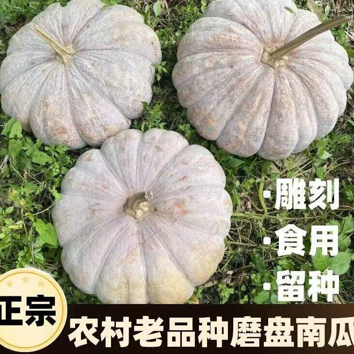 圆老南瓜老品种磨盘南瓜农村本地土南瓜饼子瓜万圣节装饰雕刻搬家