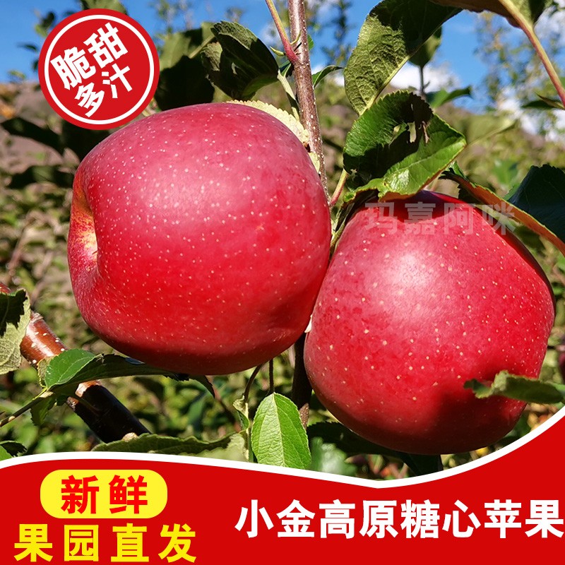正宗阿坝州小金苹果红苹果香脆甜皮薄当季高海拔四姑娘山特产现摘