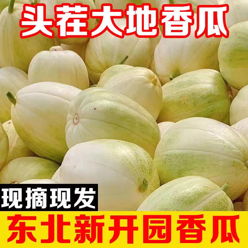 正宗东北香瓜甜瓜白糖罐金妃脆甜多汁新鲜当季现摘水果自然熟包邮