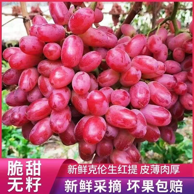 无籽克伦生葡萄新鲜孕妇红提子水果当季整箱非巨峰3斤顺丰包邮