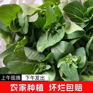 2025农家自种露天菜苔纯 时令 然蔬菜苏州青菜苔新鲜现摘当季