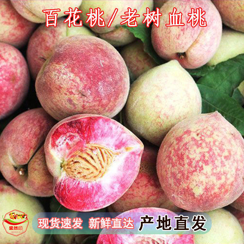 正宗老树白花桃血桃新鲜现摘现发毛桃应季水果血桃五月仙脆甜毛桃