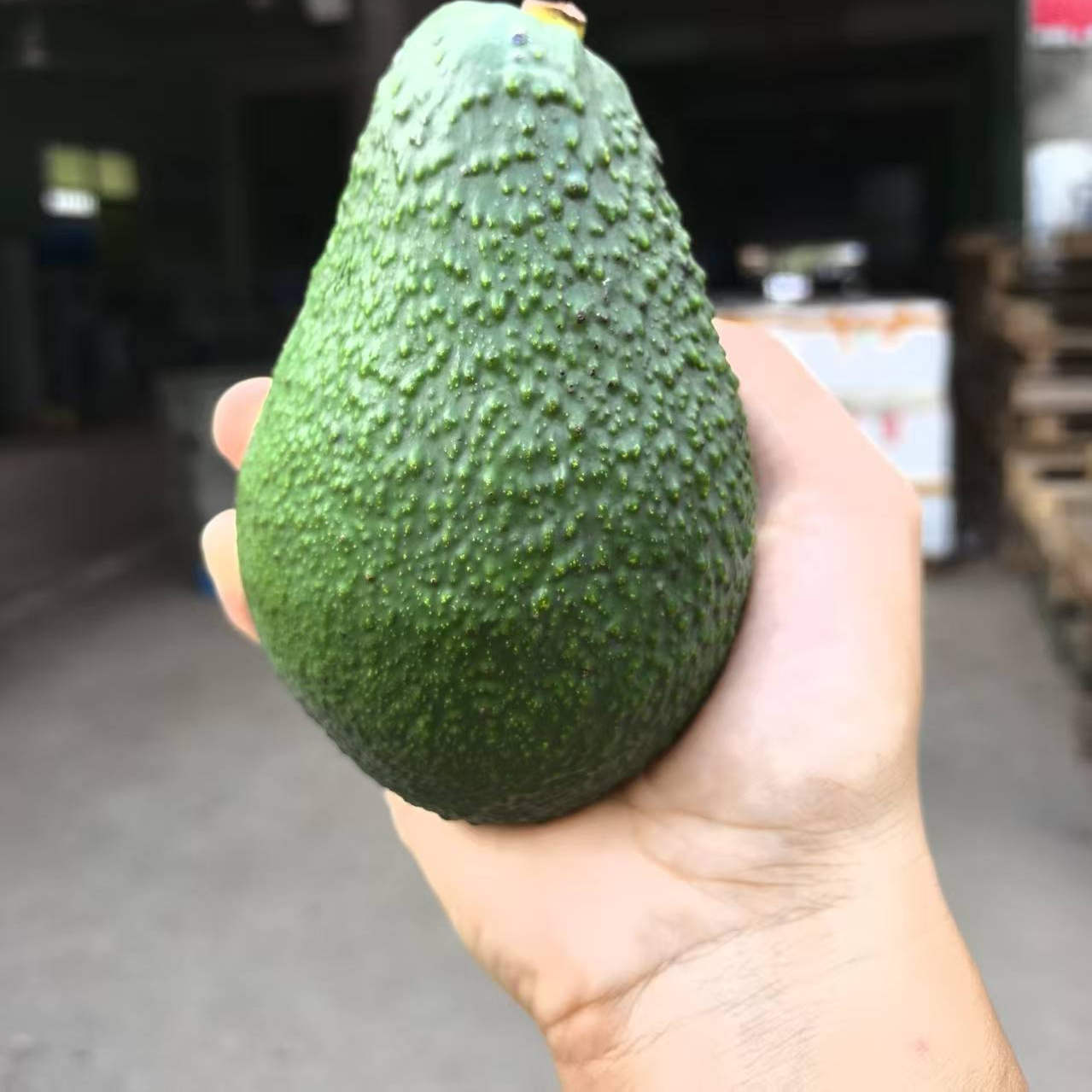 新鲜大果牛油果宝宝辅食鳄梨