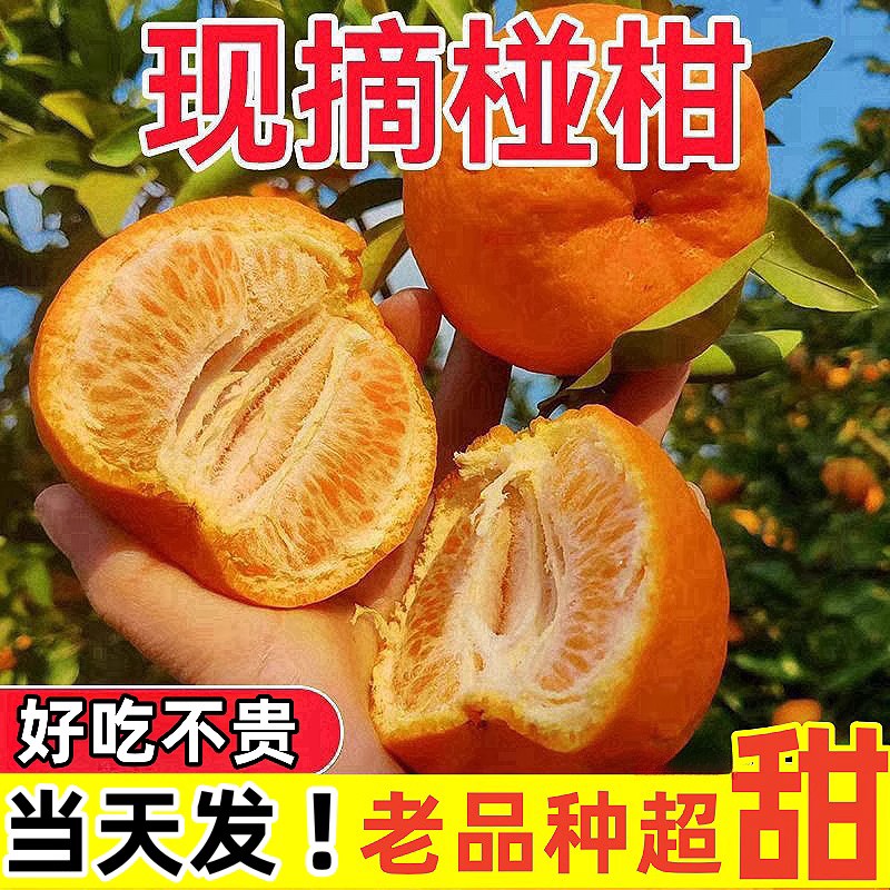 农家自种 衢州椪柑 芦柑 柑橘 桔子 甜柑子新鲜水果 现摘果园直发