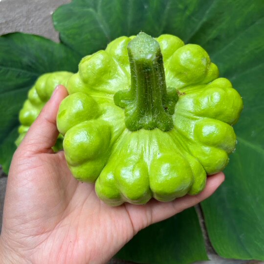 云南姜柄瓜新鲜蔬菜小瓜姜柄瓜面瓜小绿嫩瓜农户露天种植包邮