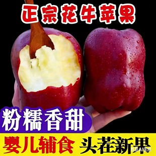 蛇果婴儿新鲜水果10斤整箱产地甘肃粉面沙甜苹果辅食当季现摘大果