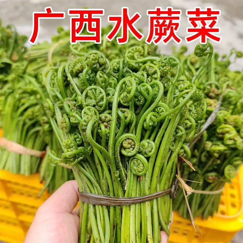 广西水蕨菜新鲜嫩野青蕨蔬菜下饭菜如意菜野菜猫爪菜