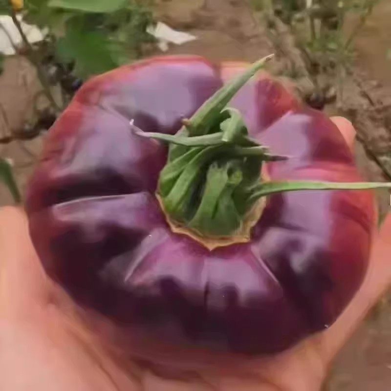 山东紫罗兰番茄新鲜现摘丑番茄火山紫马蹄番茄紫西红柿大果顺丰,水产肉类/新鲜蔬果/熟食,番茄,淘宝优惠券,粉丝福利购,淘宝优惠卷