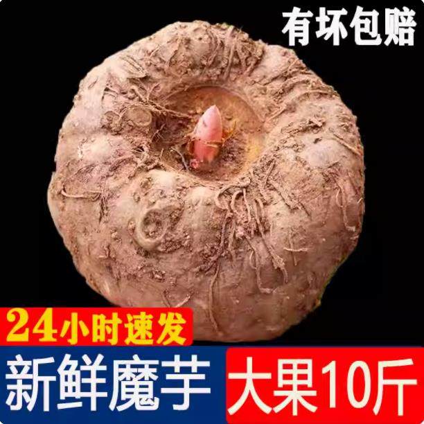 魔芋新鲜10斤现挖生魔芋头魔芋豆腐原料当季魔芋粉鲜魔芋