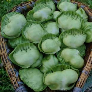 四川新鲜奶奶菜包包青菜梗脆青菜泡菜用芥菜梗帮帮菜酸菜3斤 包邮