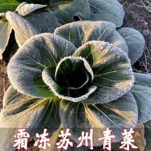 苏州青大青菜新鲜蔬菜批发上海青苏北矮脚太湖时令油菜苔农家自种