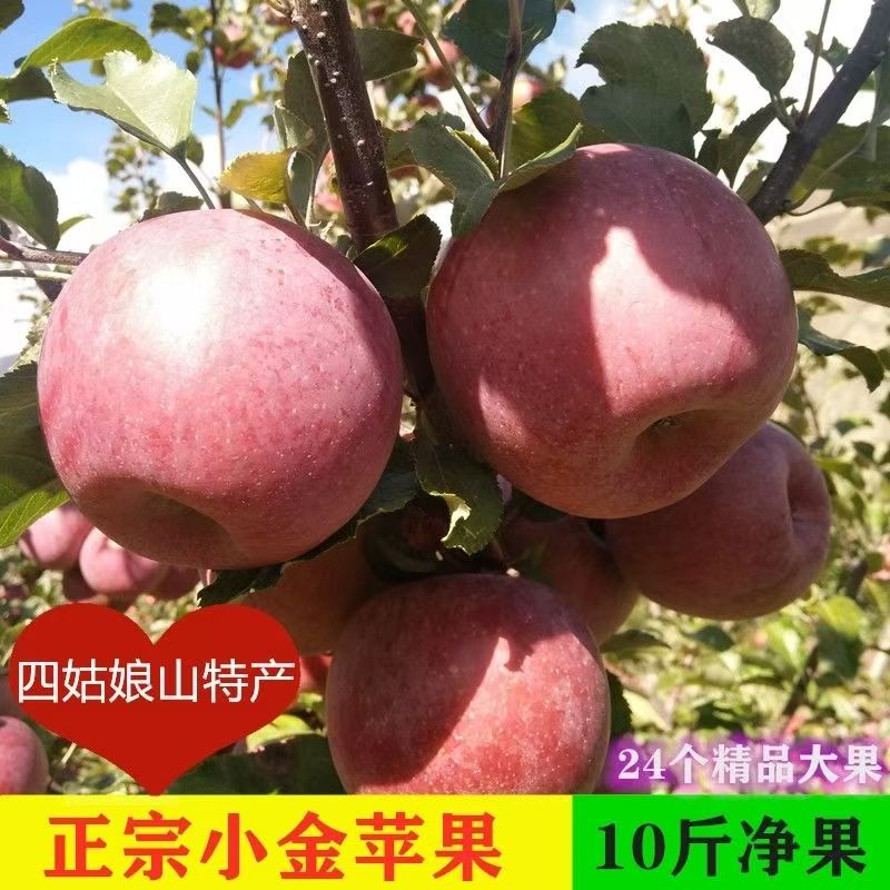 小金苹果四川阿坝糖心红富士红苹果冰糖心孕妇水果脆甜多汁新鲜