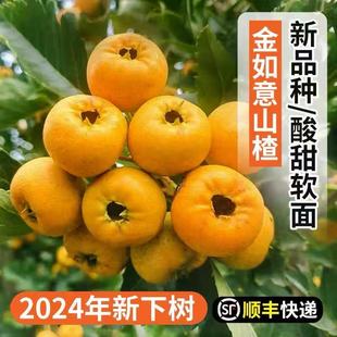 新鲜时令水果 甜大于酸清香软面 金如意山楂 25年新黄山楂鲜果