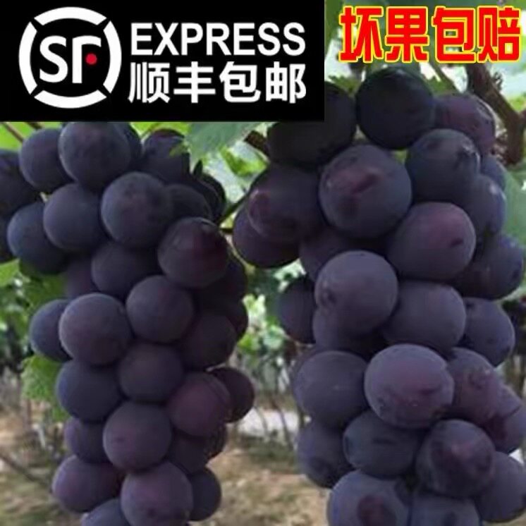 顺丰包邮东北巨峰葡萄新鲜当季鲜果酸甜多汁剪粒发货孕妇应季水果