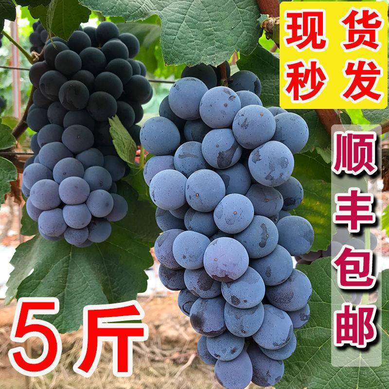云南夏黑葡萄新鲜采摘黑提子黑加仑蓝莓葡萄奶茶专用无籽孕妇水果