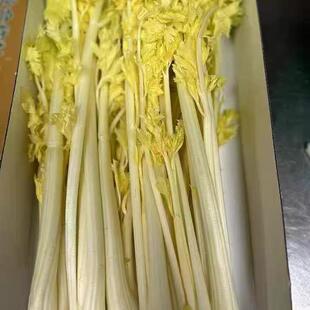 青岛马家沟精品优质芹菜马家沟菜精品酒店特色蔬菜新鲜青岛特产