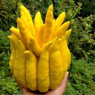 新鲜佛手果柑香橼鲜果食用西双版纳新奇稀有水果