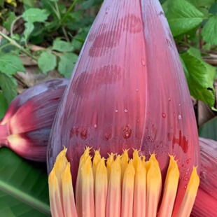 新鲜芭蕉花现采香蕉花蕾大蕉花酒店特色农家食材蔬菜5斤 包邮