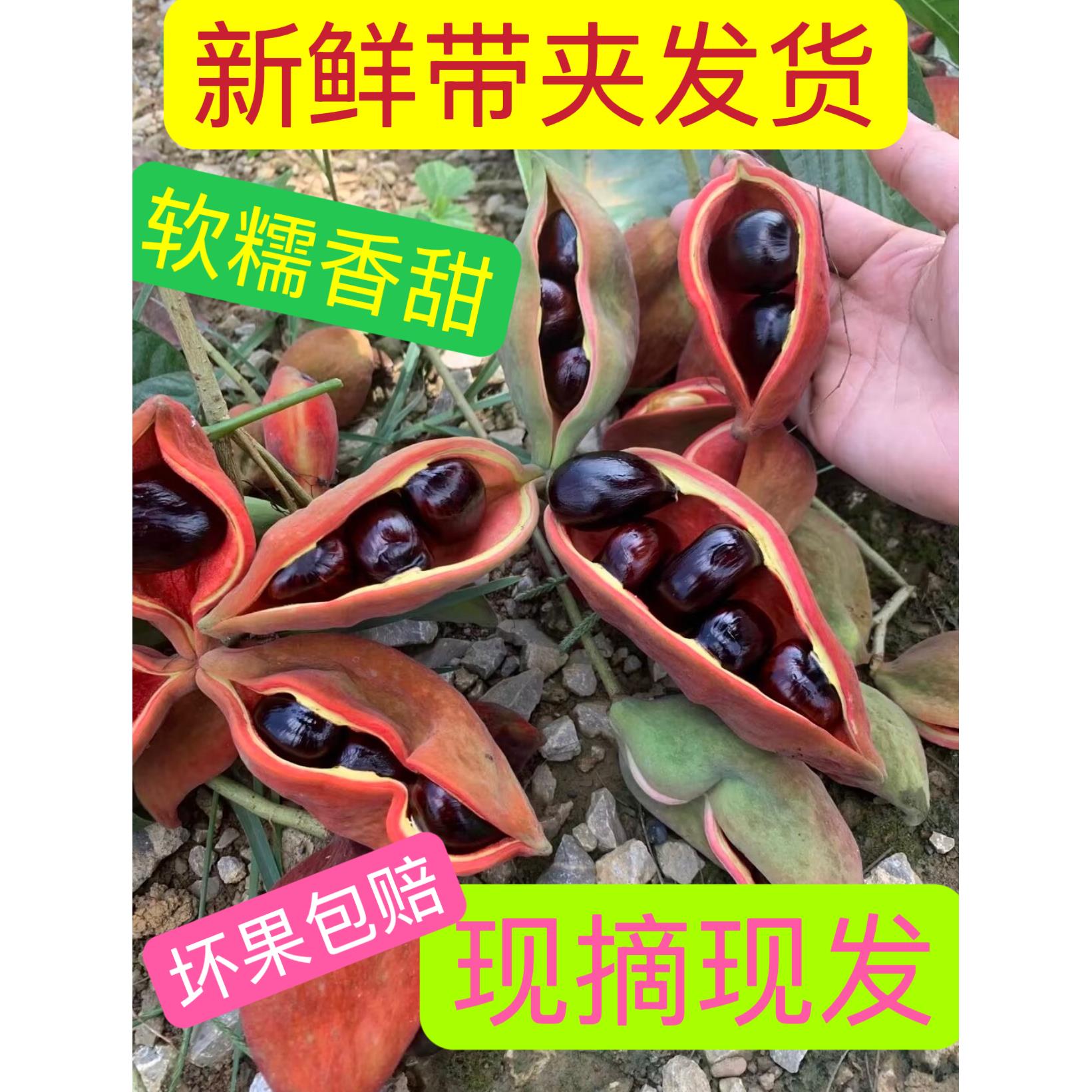 2026广西凤眼果苹婆新鲜九层皮萍婆六旺果富贵子老熟果