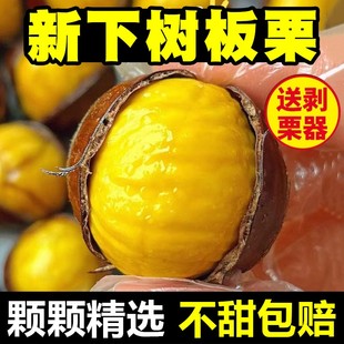 2025正宗板栗生栗子新鲜野生粟子5斤大锥仁板票小毛菜栗10