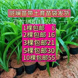 海南斑斓苗苗圃基地食用有土盆景绿植室内盆栽香兰斑斓叶苗种苗