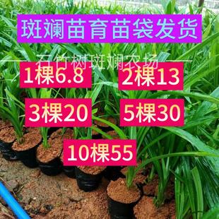 海南斑斓苗苗圃基地食用有土盆景绿植室内盆栽香兰斑斓叶苗种苗