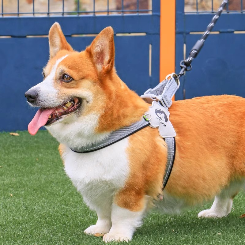 狗狗胸背带可调节夏季不闷出门遛狗绳柯基柴犬中型犬用狗狗牵引绳