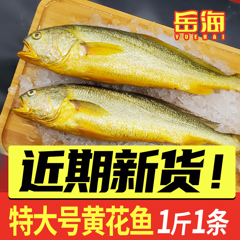 岳海黄花鱼深海鱼商用