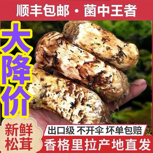 产地直销 云南香格里拉新鲜松茸高山野生松茸出口级精品松茸礼盒装