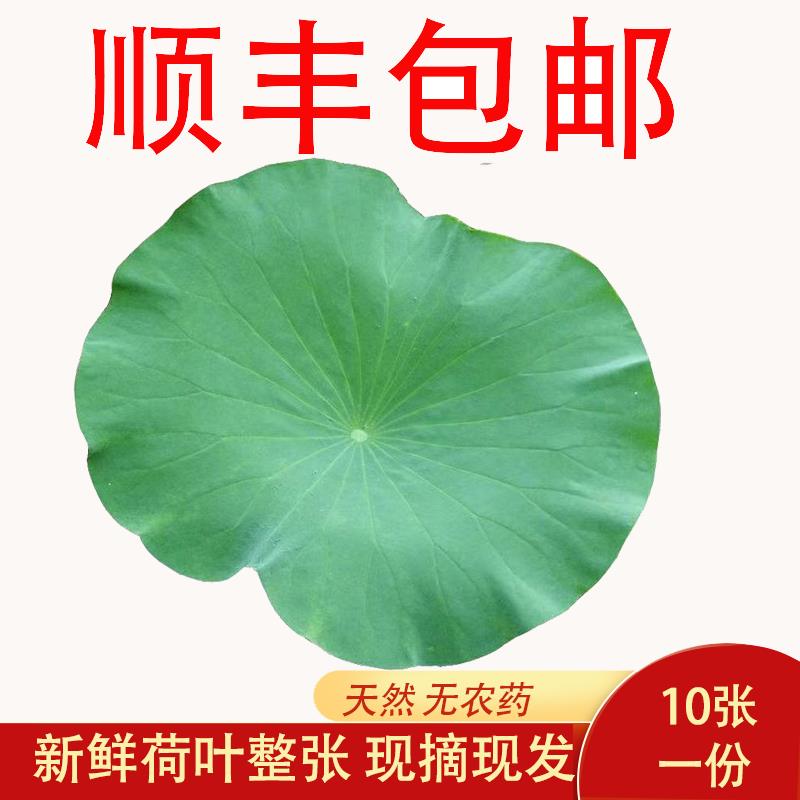 新疆包邮新鲜荷叶整张荷花片莲叶尖包糯米鸡食用包鸡包粽子清香泡